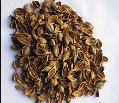 What is Lian Qiao and What are its Effects and Functions?