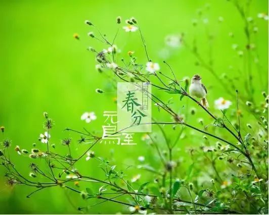 Spring Equinox: Balancing Yin and Yang for Health