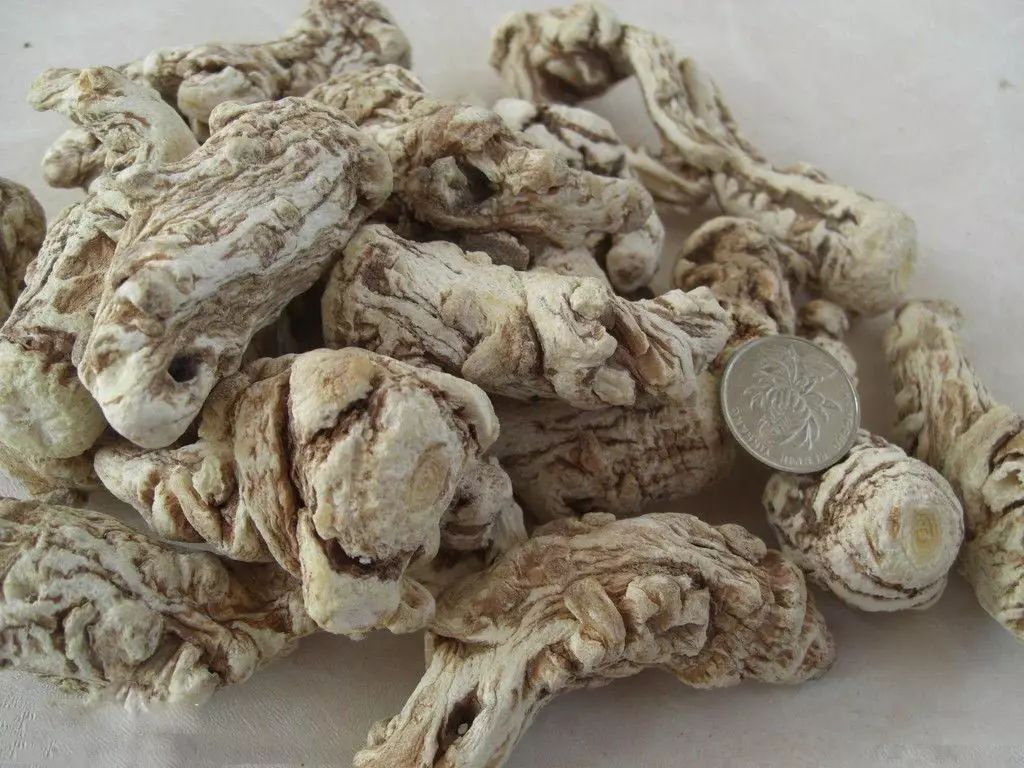 Angelica Sinensis (Dong Quai): A Comprehensive Overview