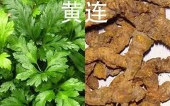 Huang Lian: A Bitter and Cold Herb with Remarkable Medicinal Value