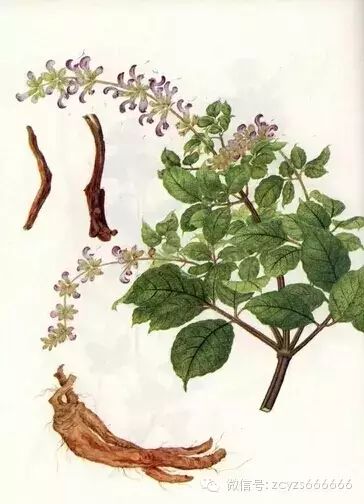 Traditional Chinese Medicine Herb: Dan Shen (Salvia miltiorrhiza)