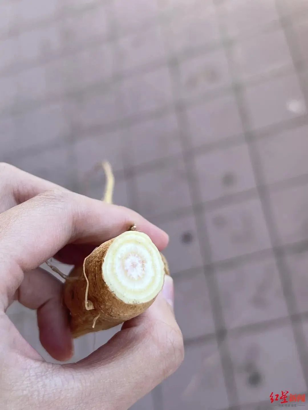 Female Student Mistakes 'Ginseng' for Poisonous Plant, Sleeps for 17 Hours