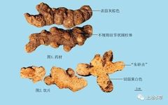Understanding Cang Zhu (Atractylodes) in Traditional Chinese Medicine