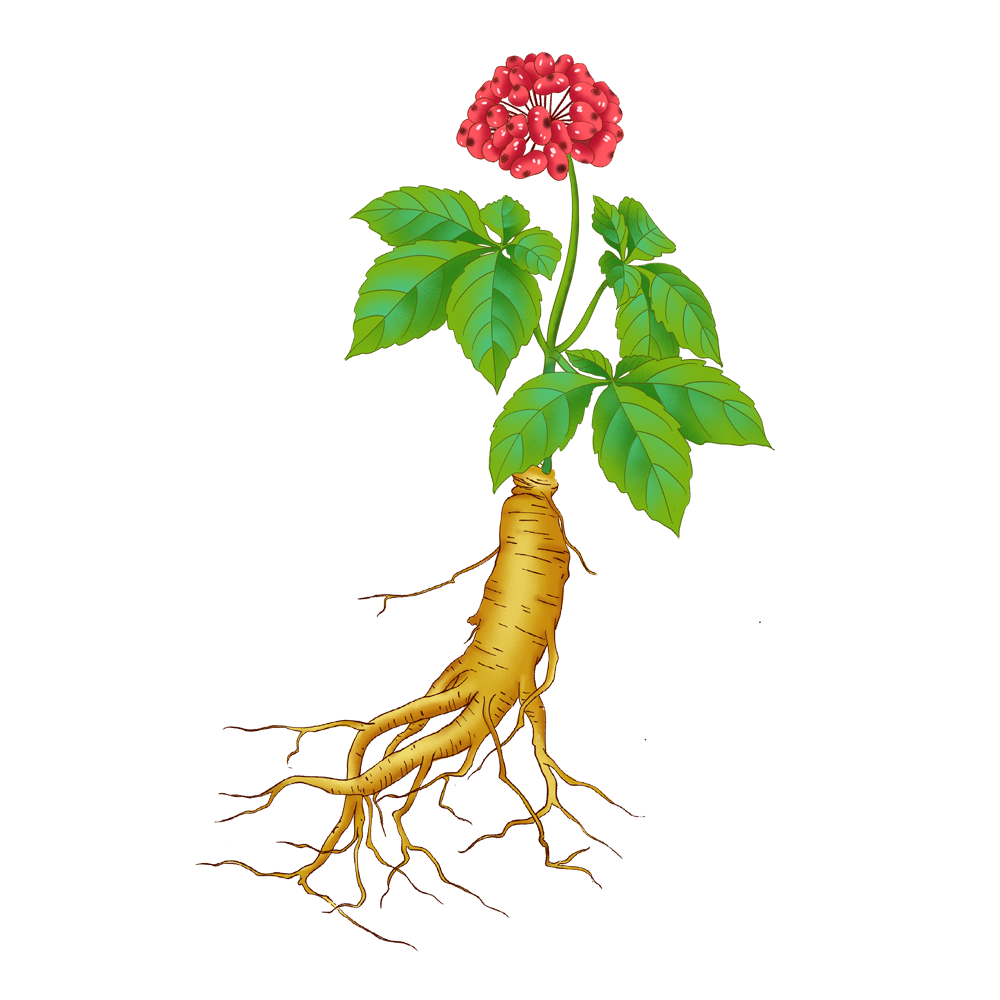 The Story of "Bencao Gangmu": The King of Herbs - Ginseng