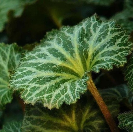 This Herb Treats Toothache, Ear Pain, and Skin Itching