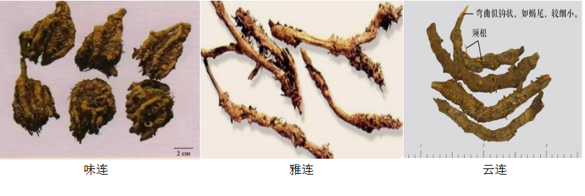 Traditional Chinese Medicine | The Antibiotic Properties of Chinese Herbs