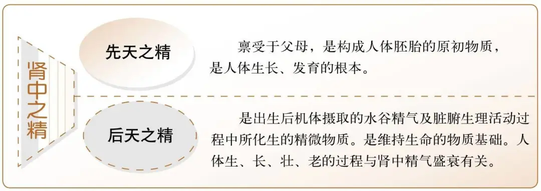 Foundations of Traditional Chinese Medicine: Functions of the Five Organs and Six Bowels