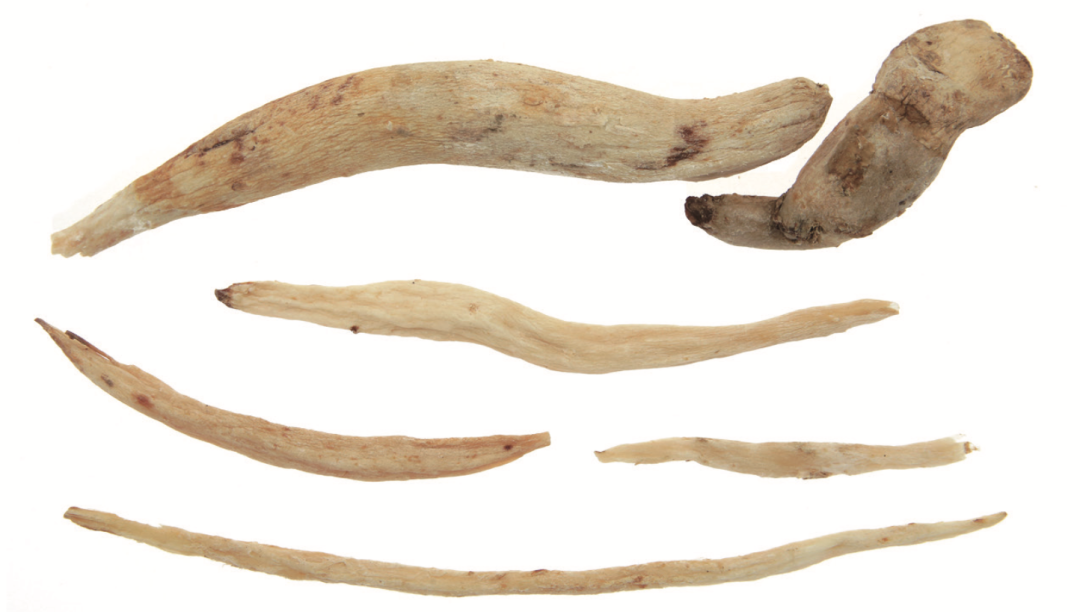 Exploring the Medicinal Qualities of Dang Shen (Codonopsis pilosula)