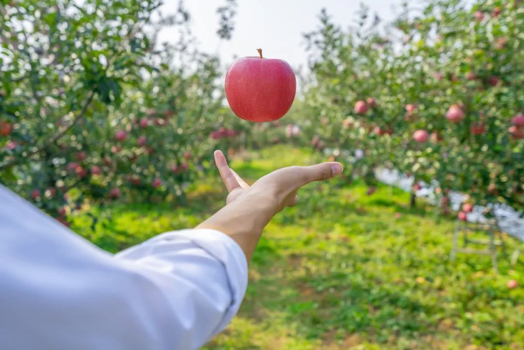 What Should Children with Spleen Qi Deficiency Pay Special Attention to When Eating Fruits in Autumn?