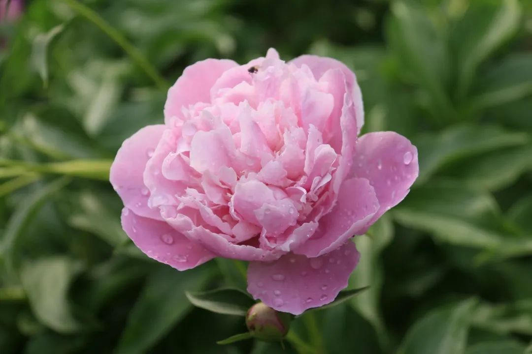 Understanding Bai Shao (White Peony) in Traditional Chinese Medicine