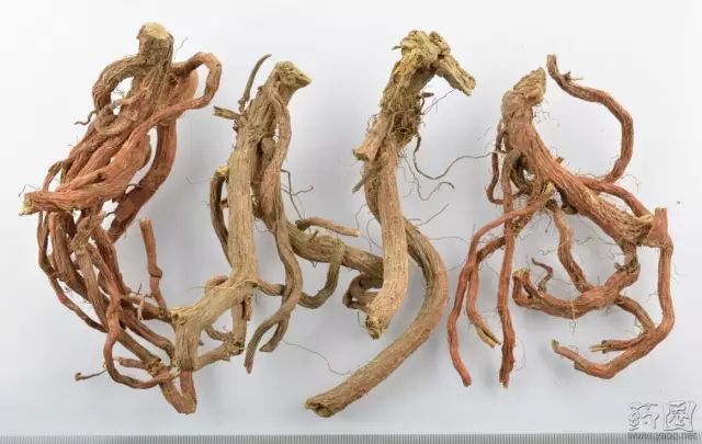 The Ultimate Blood Activator: Dan Shen (Salvia miltiorrhiza)