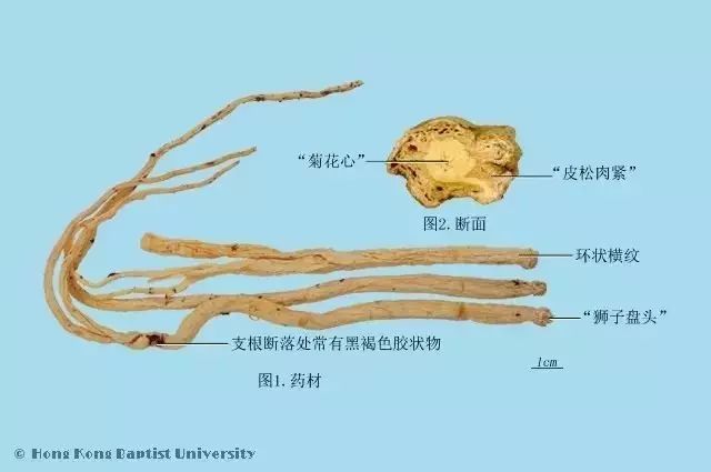 Exploring Dang Shen (Codonopsis pilosula): Properties, Uses, and Cultural Significance