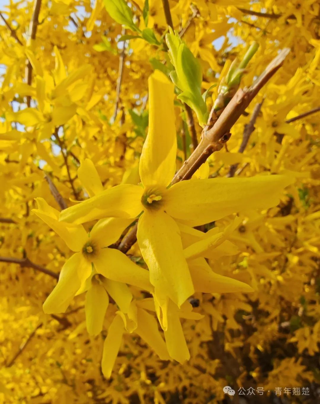 Forsythia: Nature's Golden Treasure and a Brilliant Gem of Traditional Chinese Medicine