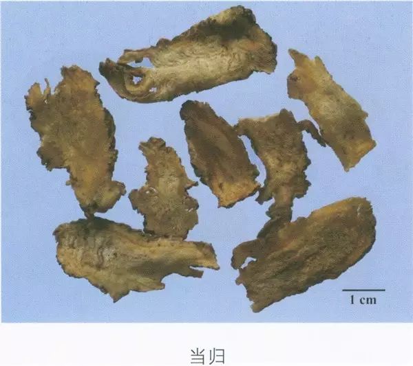 Daily Learning of a Chinese Herb: Angelica Sinensis