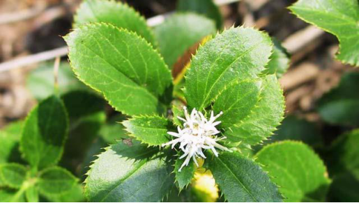 Daily Herb: Cang Zhu (Atractylodes)
