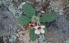 Shu Di Huang: The Sacred Medicine for Nourishing Blood and Yin