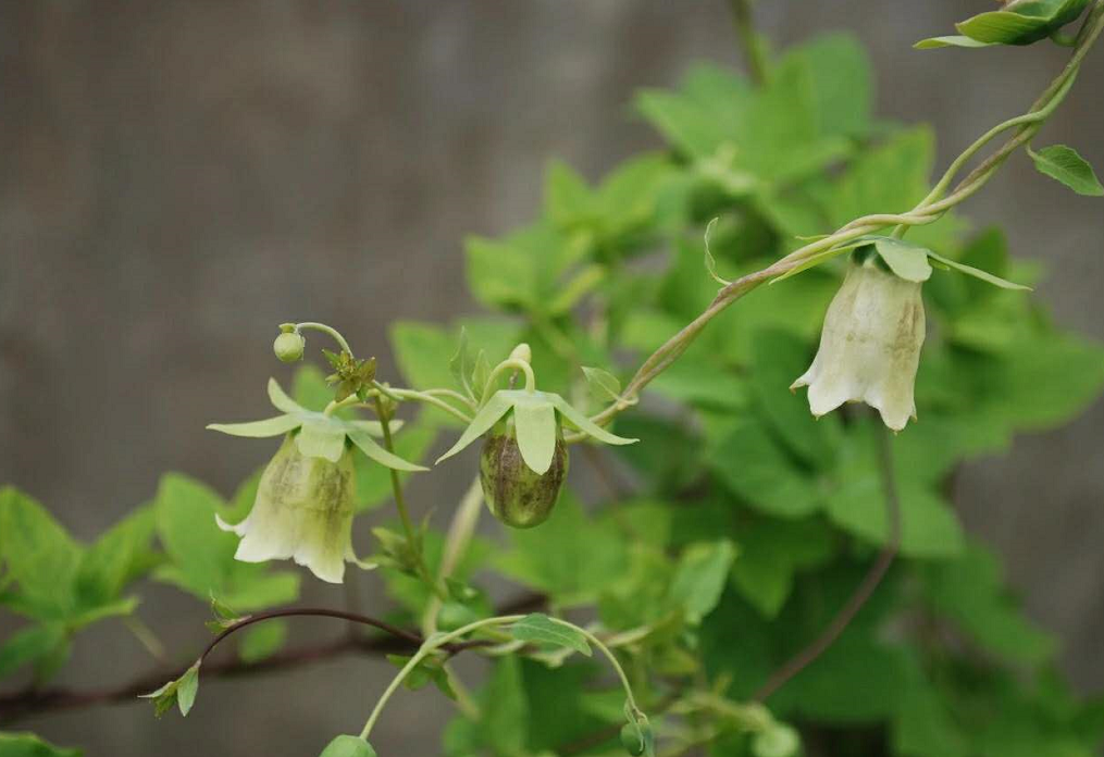 Radix Codonopsis (Dang Shen): Strengthening the Spleen and Lung, Nourishing Blood and Generating Fluids