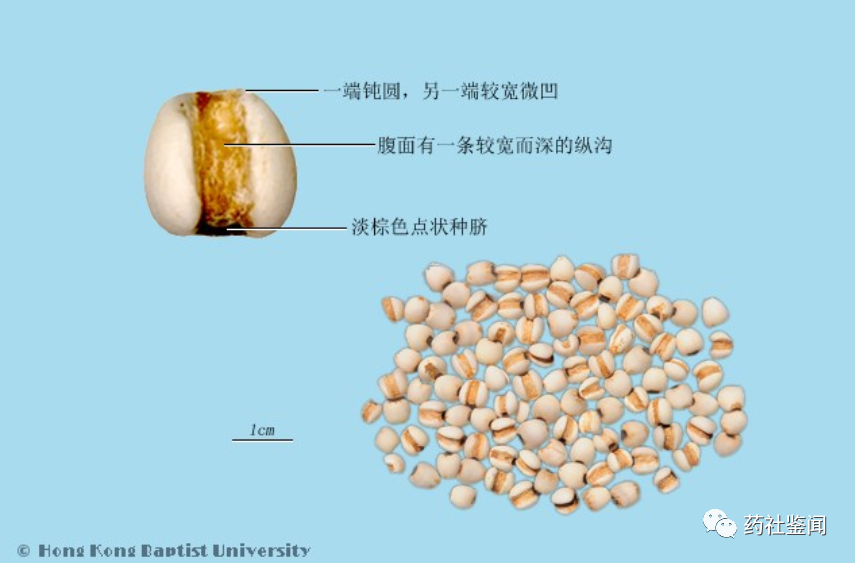 Coix Seed (Yiyiren) - A Comprehensive Overview