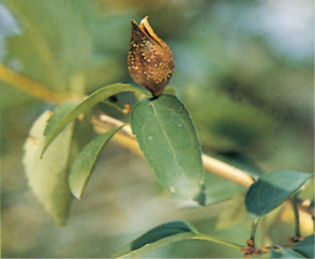 The Authentic Medicinal Material of Tianzhong: Lianqiao (Forsythia Suspensa)