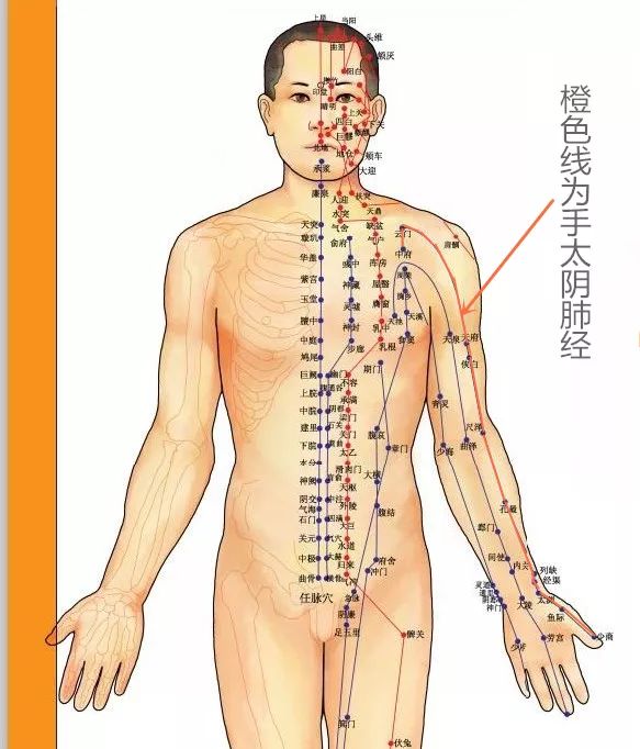 Acupoint Knowledge | Twelve Meridians: Hand Taiyin Lung Meridian - Xiaobai Point