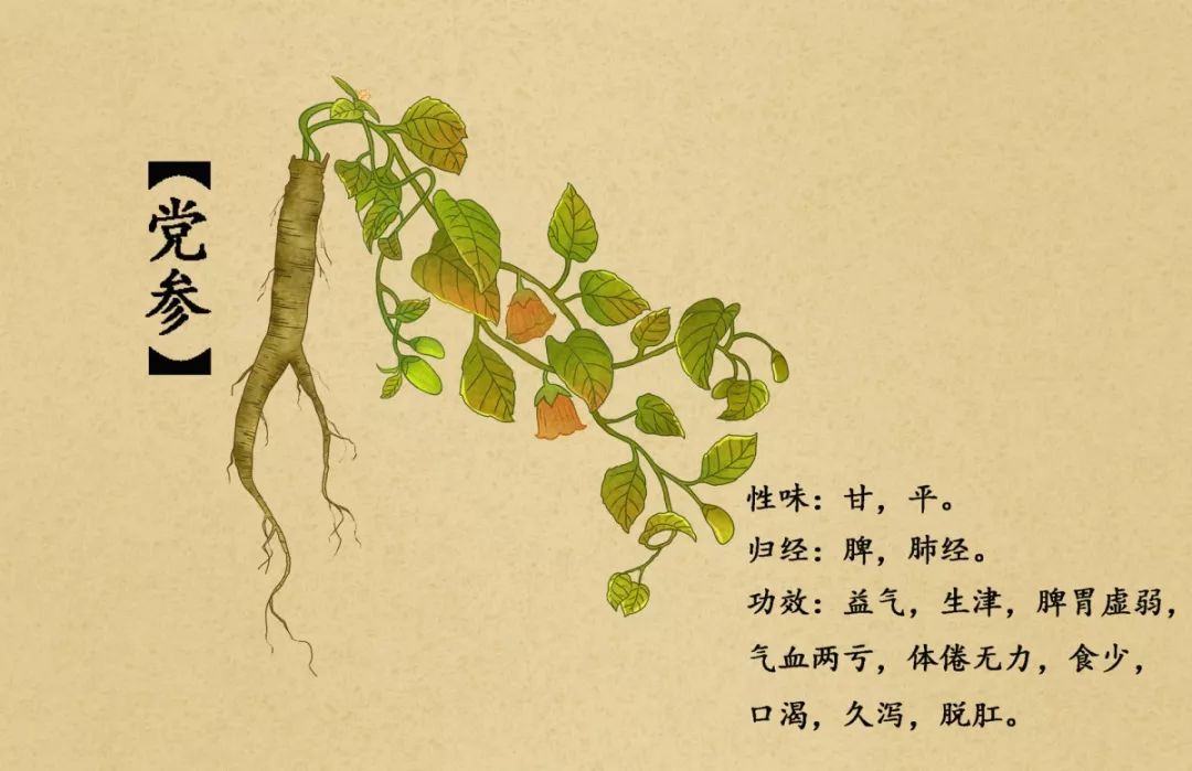 A Comprehensive Guide to Dang Shen (Codonopsis pilosula)