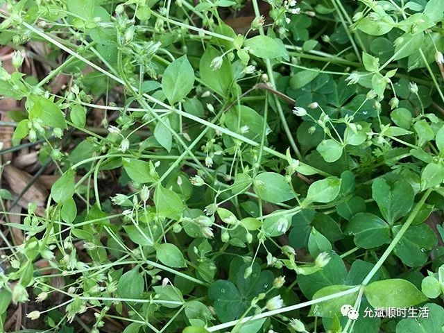 Herbs Around Us: The Weight-Loss Benefits of Hedyotis Diffusa