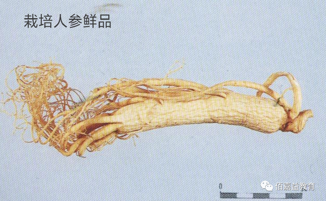 How to Distinguish Genuine from Fake Ginseng