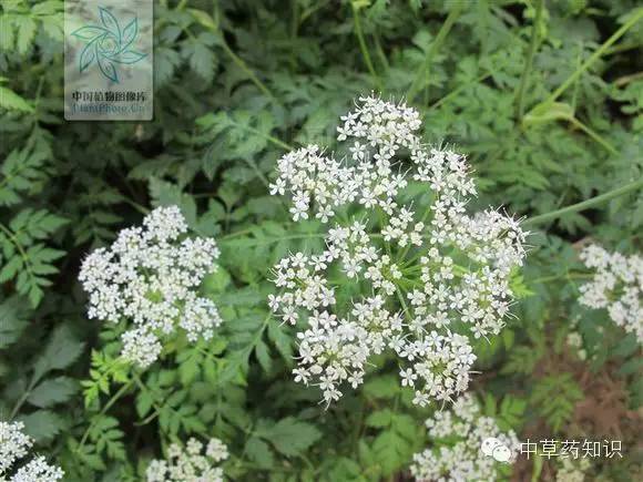 Traditional Chinese Medicine Herb: Chuanxiong (Ligusticum chuanxiong)
