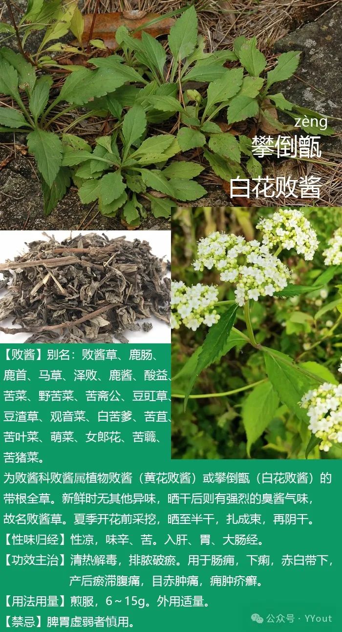 Secret Recipe for Treating Colitis by Renowned Physician Tang Chengzu: Fu Zheng Qu Xie Decoction