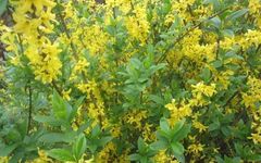 Forsythia (Lian Qiao) - Characteristics, Cultivation, and Uses
