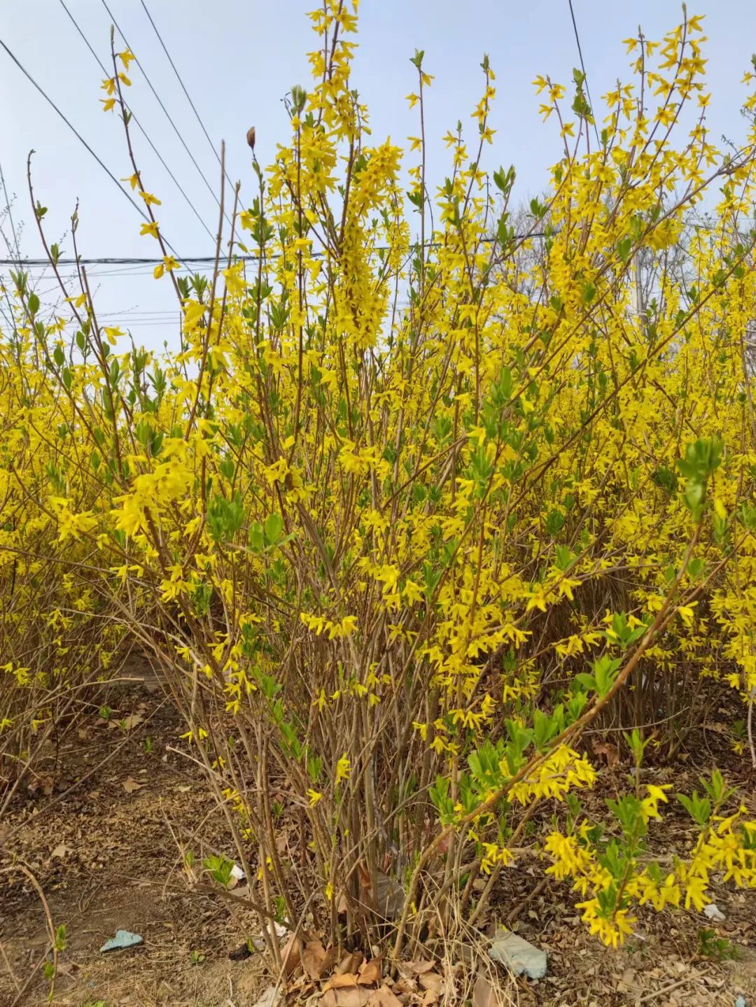Understanding Forsythia: The Golden Flower of Spring