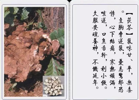 Traditional Chinese Medicine | Medicinal Cuisine with Baiyin—Poria