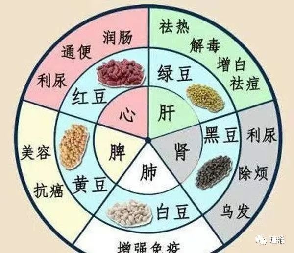Functions of the Five Zang and Six Fu Organs