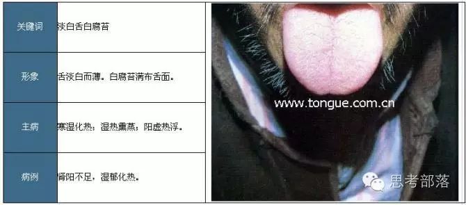Comprehensive Guide to Tongue Diagnosis (8): 72 Types of Tongue Diagnosis Charts