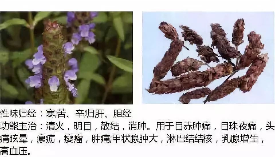Illustrated Guide to Over 500 Chinese Medicinal Herbs (Including Therapeutic Effects)