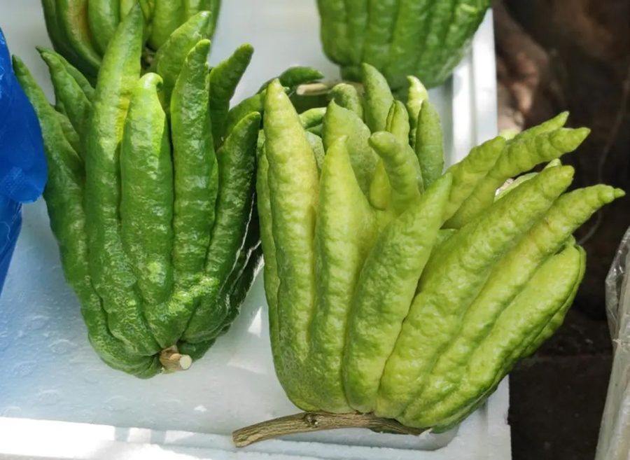 Exploring the Benefits of Fo Shou (Buddha's Hand) in Traditional Chinese Medicine