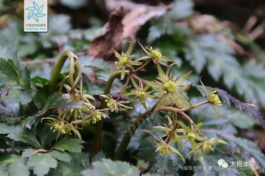 Huang Lian: A Powerful Remedy for Clearing Heat and Detoxifying