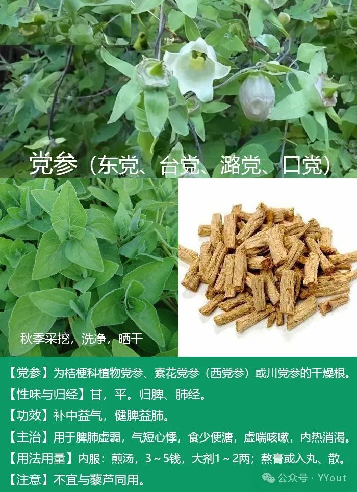 Secret Recipe for Treating Colitis by Renowned Physician Tang Chengzu: Fu Zheng Qu Xie Decoction