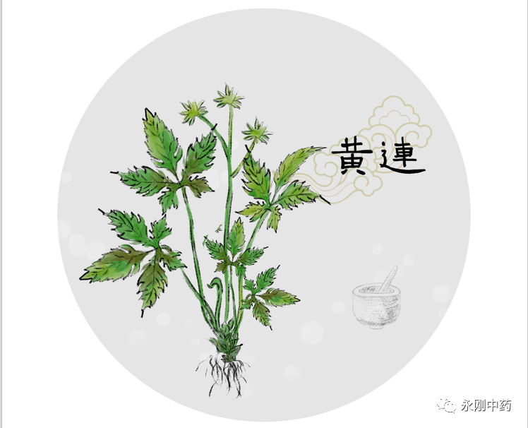 What Are the Differences Between Huang Lian, Da Huang, and Huang Qin?
