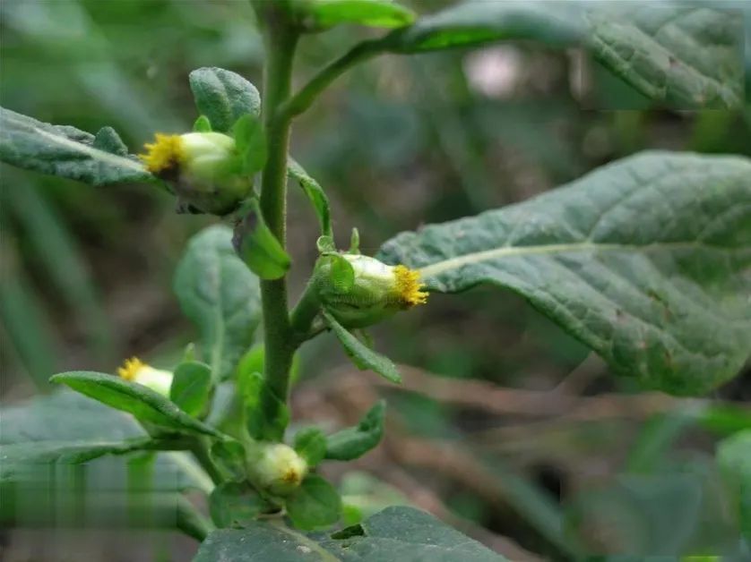 The Story of Tianmingjing: Treating Toothache