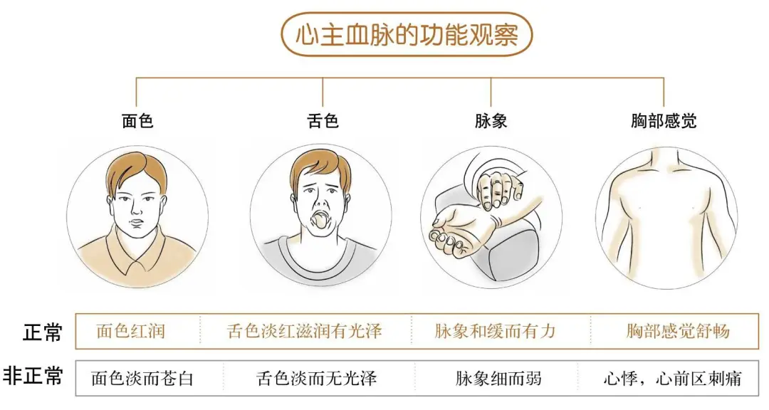 Foundations of Traditional Chinese Medicine: Functions of the Five Organs and Six Bowels
