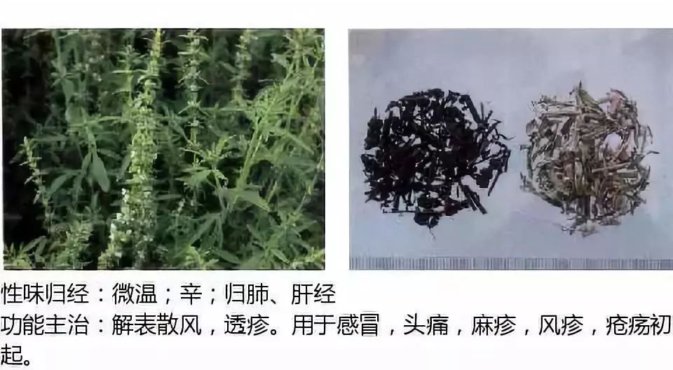 Illustrated Guide to Over 500 Chinese Medicinal Herbs (Including Therapeutic Effects)