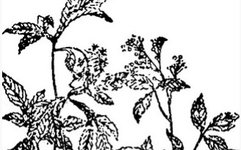 Illustrated Guide to the Shennong Bencao Jing: Angelica Sinensis