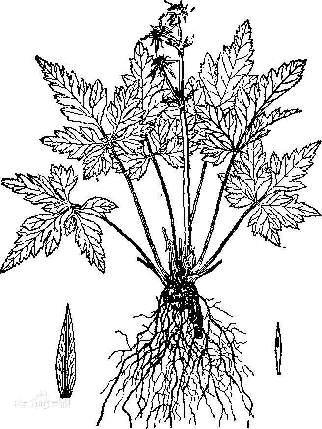Comprehensive Guide to Huang Lian (Coptis chinensis)