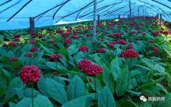 Ginseng: A Comprehensive Overview of Panax ginseng