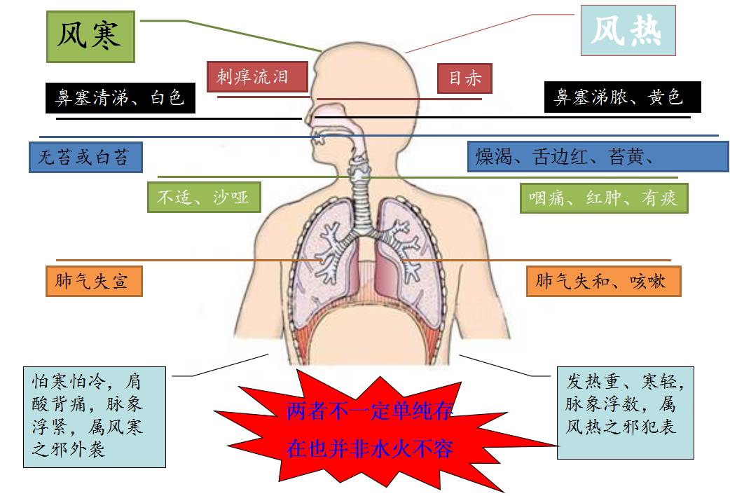 Common Ailments: The Common Cold