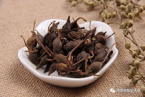 A Single Herb That Dispels Wind-Heat, Clears Heat and Detoxifies, and Stops Vomiting: Treating Wind-Heat Colds, Rashes, and Abscesses!