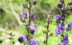 The Herbal Realm | Fu Zi (Aconite)