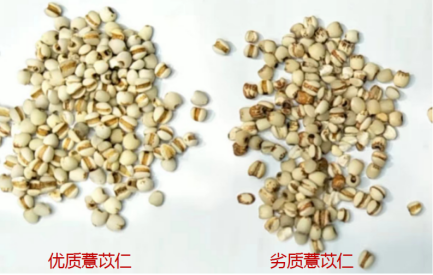 Understanding Coix Seed: The Confusion Between ‘Yi Mi’ and ‘Yi Yi’