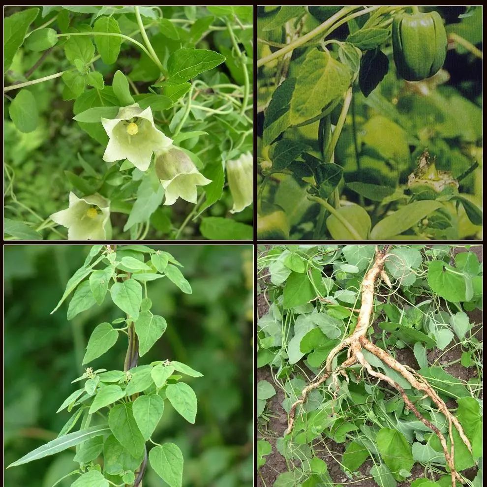 The Series of Food and Medicine Origin - Codonopsis